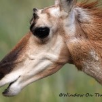 Pronghorn Antelope