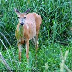 White-Tailed Deer