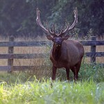 Boxley Valley Elk