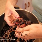 Picking Elderberries