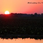 Sunset Over the American Lotus Flowers