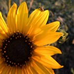 Common Sunflower