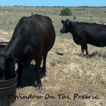 Drought Stressed Pasture