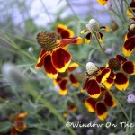 Late Summer Flower Garden