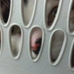 A Trip To The Vet