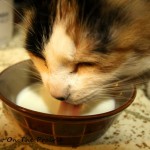 Kitty and Her New Pet Fountain