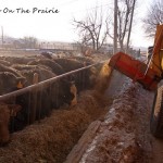 Feeding The Calves