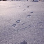 Fox Tracks