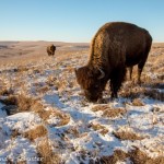 Bison Herd In Winter