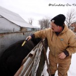 Giving Cattle Shots