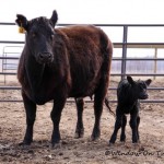 Release Into The Spring Pasture