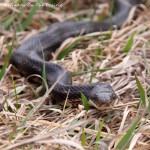 Black Snake