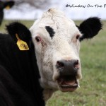 Dolly The Wonder Cow