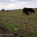 In The Pasture