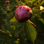 Peony Buds