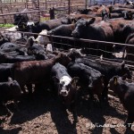 Spring Cattle Move