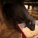 A Steer’s Trip To The Barber