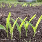 Sprouting, Growing, and Blooming