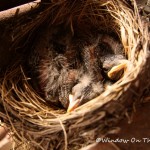 Baby Robins