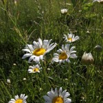 Daisies