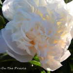 Peonies In Bloom