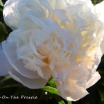 Peonies In Bloom