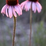 Prairie Wildflowers