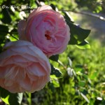 Reinisch Rose Garden