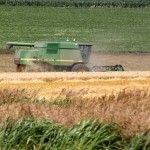 Wheat Harvest Part 2