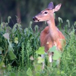 White Tailed Deer