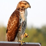 Red Tailed Hawk