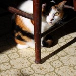 Kitty and The Antique Chair