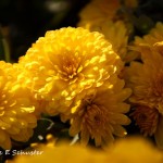 Chrysanthemums By The Door