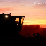 Soybean Harvest 2013