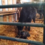 Hormonal Heifer