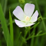 Prairie Wildflowers of Spring