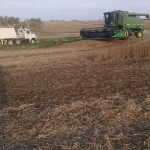 Soybean Harvest 2014