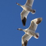 Snow Geese Flock