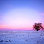 Snowy Twilight