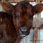 Daisy And Her New Mom In The Pasture