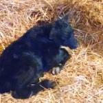First Time Mama and Her Newborn Calf