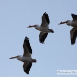 Pelicans On The Prairie