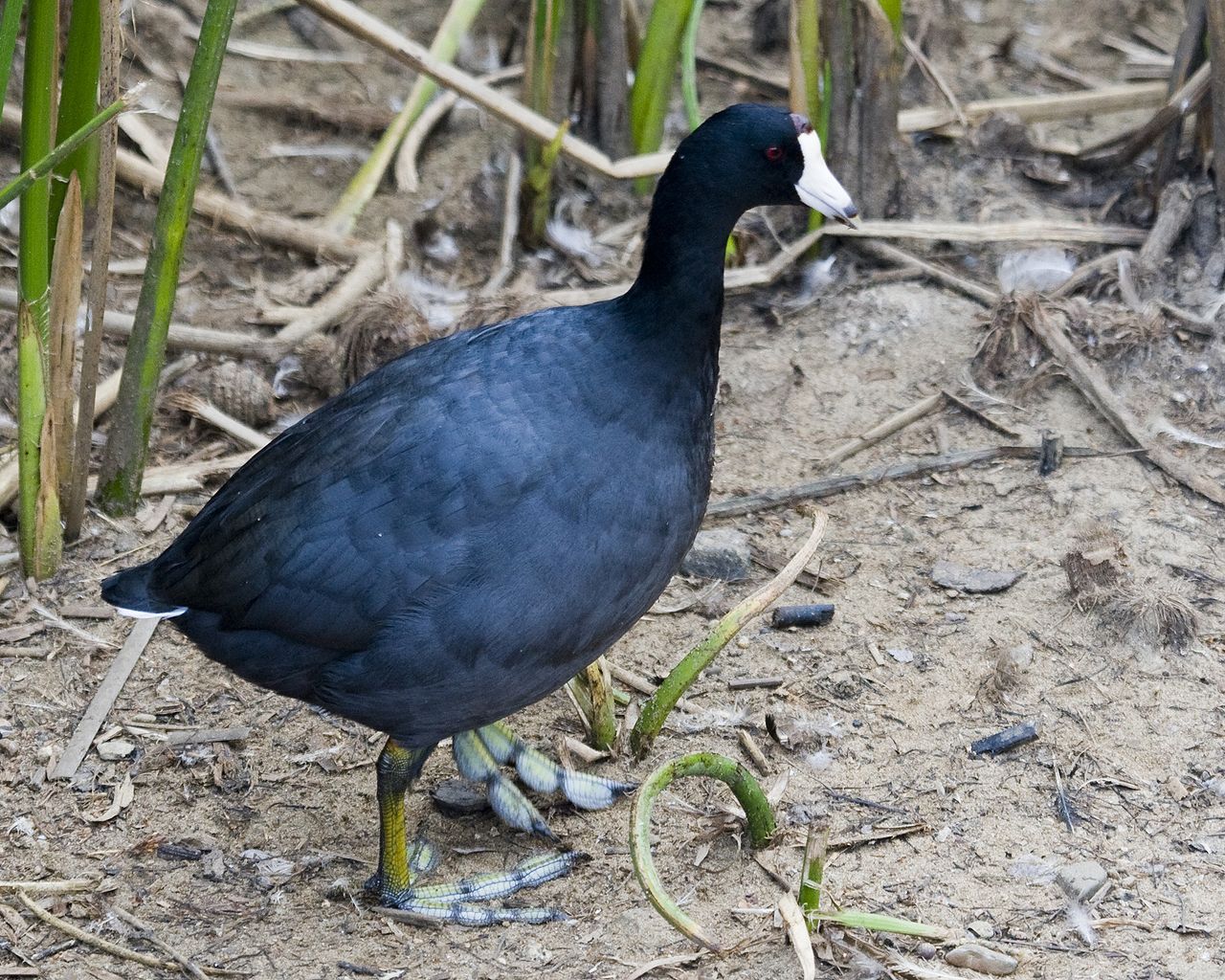 American coot  window on the prairie