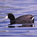 American Coot