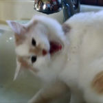 The Cat Who Loves Water