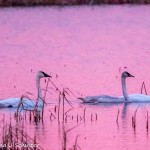 Trumpeter Swans