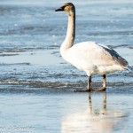 Swans On Ice