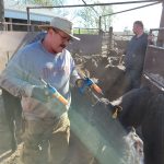 Working Cattle On Our Kansas Farm – Part One