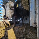 Working Cattle On Our Kansas Farm – Part Two